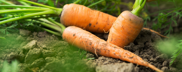 Deux carottes fraîchement récoltées, encore recouvertes de terre, posées sur le sol d'un potager entouré de feuillage vert.