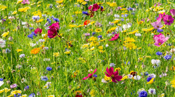 Prairie fleurie en plein été, parsemée d'une multitude de fleurs sauvages aux couleurs vives — roses fuchsia, jaunes, bleues, rouges et blanches — sur fond de végétation verte luxuriante.